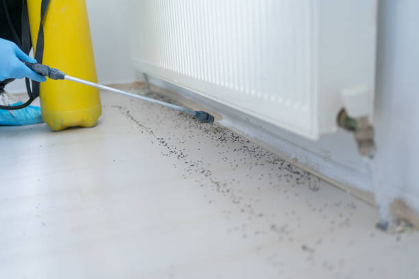 Best Ant Control Services  in Hudson Oaks, TX